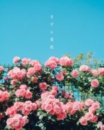 青空と薔薇
@miraidane.jp
.
.
.
−−−−−−−−−−−−−−−−−−−−
Flower：#バラ
Location：#福岡県
−−−−−−−−−−−−−−−−−−−−
#季節の花  #花図鑑
#花のある暮らし　#花写真　
#ガーデニング　#花まっぷ
#iedemo_graphy