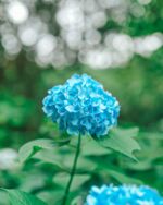 @miraidane.fuk
アクア
.
.
.
−−−−−−−−−−−−−−−−−−−−
Flower：#アジサイ　#紫陽花の季節 
Location：基山町
−−−−−−−−−−−−−−−−−−−−
#季節の花  #花図鑑　#玉ボケ写真部  #たまぼけ 
#花のある暮らし　#花写真　
#ガーデニング　#花まっぷ
