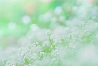 @miraidane.jp
朝靄のアリッサム
.
上から見下ろすアリッサムも綺麗ですが
花のサイドから撮影すると一気に幻想的になります
被写体深度を調整して中央とその斜めのみピントを合わせ
背景もそれの角度合わせてスタイリングしています
さらに余計な色や物を背景に入れると魔法が解けるので注意して場所を選びます
.
.
50mm
F1.6
1/1250s
ISO100
.
−−−−−−−−−−−−−−−−−−−−
Flower：#アリッサム
Location：鳥栖市
−−−−−−−−−−−−−−−−−−−−
#季節の花  #花図鑑　#ふんわり写真部 
#花のある暮らし　#花写真　
#ガーデニング　#花まっぷ