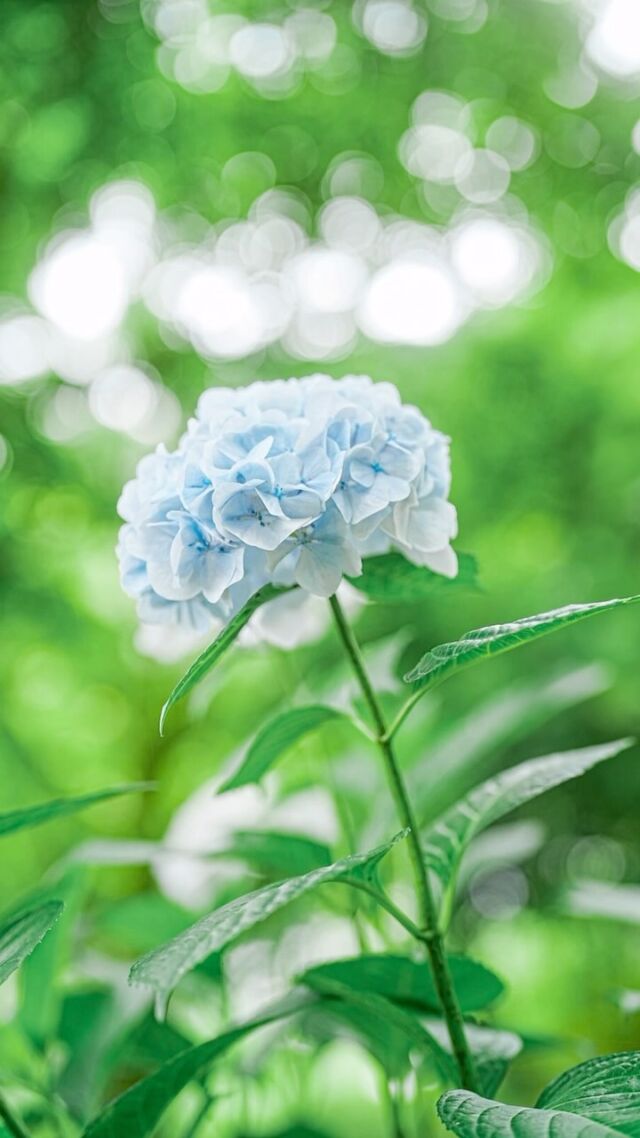 @miraidane.jp 
ガーデンフォトの撮り方
〜紫陽花と木漏れ日〜
.
今日は梅雨の合間で曇り
そんな日でも木漏れ日の玉ボケがキレイ
木々の下の明るい日陰で撮影すると◎
.
.
−−−−−−−−−−−−−−−−−−−−
Flower：#紫陽花　#アジサイ
Location：筑紫野市
Camera：SONY α7RⅤ
Lens：SONY 50mmf1.2gm
−−−−−−−−−−−−−−−−−−−−
#季節の花  #玉ボケ写真部  #紫陽花の季節 
#花のある暮らし　#花写真　
#ガーデニング　#花まっぷ