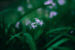 今朝、雨の中しっとりと咲いていた
花期の長い球根花
「ツルバキア・ビオラセア」
.
.
.
−−−−−−−−−−−−−−−−−−−−
Flower：#ツルバキアビオラセア
Location：福岡県
Camera：FUJIFILM X-T50
Lens：NOKTON 50mmF1.2
−−−−−−−−−−−−−−−−−−−−
#季節の花  #球根
#花のある暮らし　#花写真　
#ガーデニング　#花まっぷ