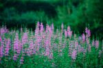 夕立の中、ミソハギを見た
.
.
.
−−−−−−−−−−−−−−−−−−−−
Flower：#ミソハギ
Location：福岡県
Camera：FUJIFILM X-T50
Lens：NOKTON 50mmF1.2
−−−−−−−−−−−−−−−−−−−−
#季節の花 
#花のある暮らし　#花写真　
#ガーデニング　#花まっぷ