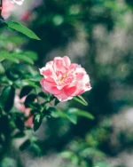 @miraidane.jp
真夏の薔薇
.
.
.
−−−−−−−−−−−−−−−−−−−−
Flower：#バラ
Location：福岡県
Camera：FUJIFILM X-T50
Lens：NOKTON 35mmF1.2
−−−−−−−−−−−−−−−−−−−−
#季節の花  #バラ #バラのある暮らし 
#花のある暮らし　#花写真　
#ガーデニング　#花まっぷ