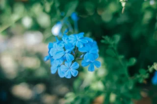 @miraidane.jp 
涼しげ- ルリマツリ -
.
.
.
−−−−−−−−−−−−−−−−−−−−
Flower：#ルリマツリ
Location：福岡県
Camera：FUJIFILM X-T50
Lens：NOKTON 50mmF1.2
−−−−−−−−−−−−−−−−−−−−
#季節の花  #青い花
#花のある暮らし　#花写真　
#ガーデニング　#花まっぷ