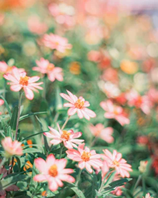@miraidane.jp 
ジニアの花畑
.
.
−−−−−−−−−−−−−−−−−−−−
Flower：#ジニア
Location：Fukuoka
Camera：FUJIFILM X-T50
Lens：Super Takumar 55mm F1.8
−−−−−−−−−−−−−−−−−−−−
#季節の花  #ノスタルジックな風景 
#花のある暮らし　#花写真　
#ガーデニング　#花まっぷ
