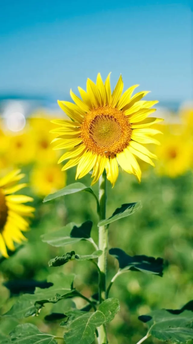 サンサンと
.
.
−−−−−−−−−−−−−−−−−−−−
Flower：ひまわり
Location：Fukuoka
Camera：FUJIFILM X-T50
Lens：Super Takumar 55mm F1.8
−−−−−−−−−−−−−−−−−−−−
#季節の花  #ひまわり畑　#向日葵
#花のある暮らし　#花写真　
#ガーデニング　#花まっぷ