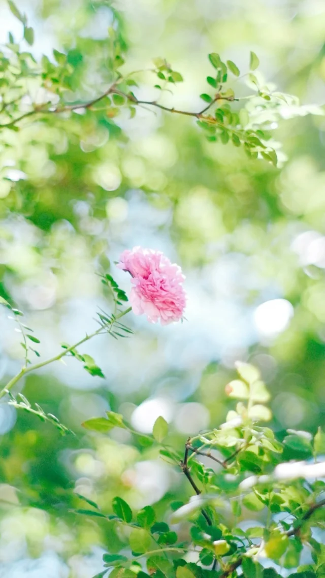 木漏れ日にゆられて
.
.
.
−−−−−−−−−−−−−−−−−−−−
Flower：#バラ
Location：#石橋文化センター
Camera：FUJIFILM X-T50
Lens：Super Takumar 55mm F1.8
−−−−−−−−−−−−−−−−−−−−
#季節の花  #ゆるふわ 
#花のある暮らし　#花写真　
#ガーデニング　#花まっぷ　#玉ボケ　#玉ボケ写真部