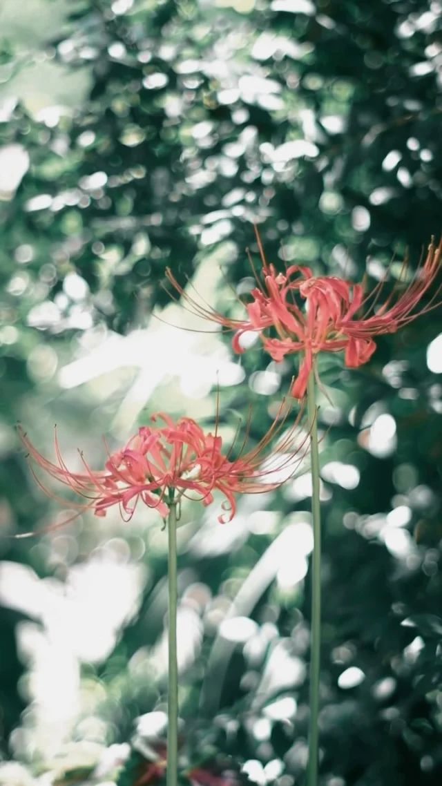 彼岸花
.
.
−−−−−−−−−−−−−−−−−−−−
Flower：#ヒガンバナ
Location：Fukuoka
Camera：FUJIFILM X-T50
Lens：Super Takumar 55mm F1.8
−−−−−−−−−−−−−−−−−−−−
#季節の花  #彼岸花
#花のある暮らし　#花写真　
#ガーデニング　#花まっぷ