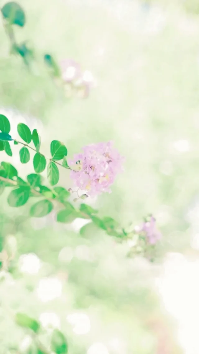 光の中の百日紅
.
.
.
−−−−−−−−−−−−−−−−−−−−
Flower：#サルスベリ
Location：Fukuoka
Camera：FUJIFILM X-T50
Lens：Super Takumar 55mm F1.8
−−−−−−−−−−−−−−−−−−−−
#季節の花  #エアリー #エアリーフォト
#花のある暮らし　#花写真　
#ガーデニング　#花まっぷ
