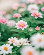 もりたばの庭にあるジニア
.
.
.
−−−−−−−−−−−−−−−−−−−−
Flower：#ジニア
Location：#もりたば
Camera：SONY α7Cⅱ
Lens：Super Takumar 55mm F1.8
−−−−−−−−−−−−−−−−−−−−
#季節の花 
#花のある暮らし　#花写真　
#ガーデニング　#花まっぷ